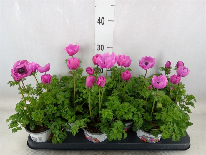 <h4>Anemone cor. 'Harmony Orchid'</h4>