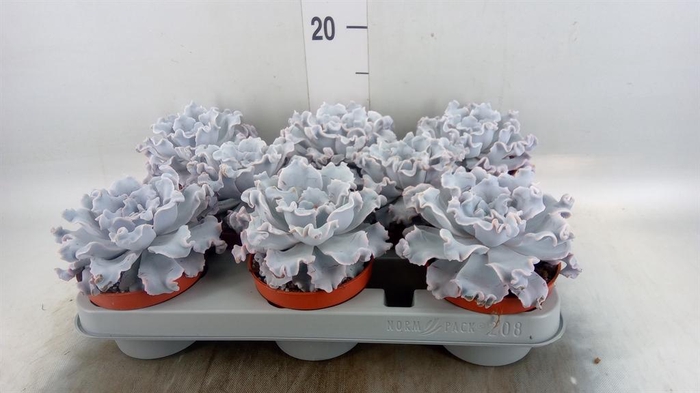 <h4>Echeveria   ...</h4>