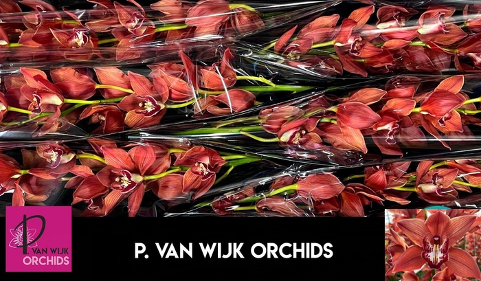 <h4>CYMB T FREDERICKA</h4>