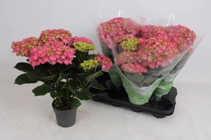 <h4>HYDR M HI RIVER</h4>