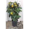 Citrus hystrix