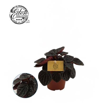 arr8 Pep Chocolat