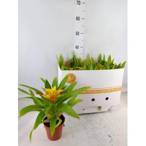 Guzmania  'Flava'
