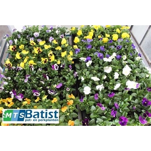 Vio F1 Hybr Mixk 1 Kleur Per Tray