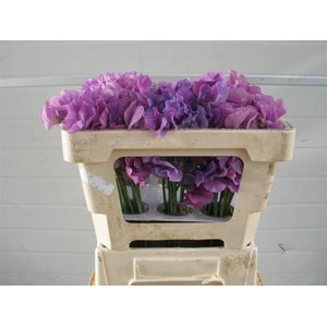 Lathyr Wi Sunshine Mauve