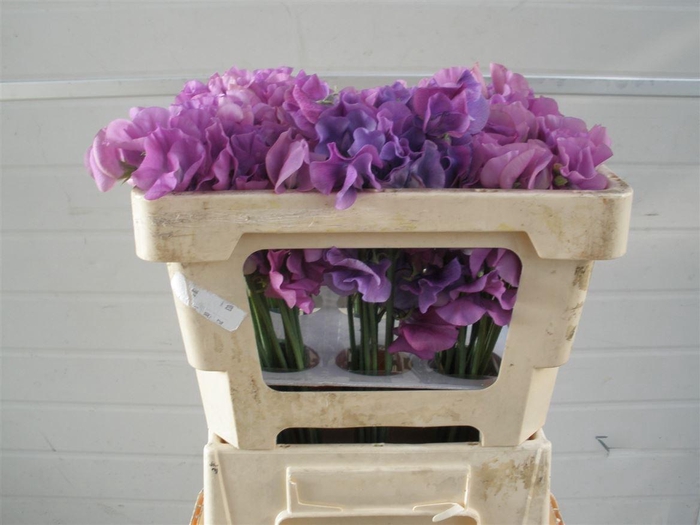 Lathyr Wi Sunshine Mauve