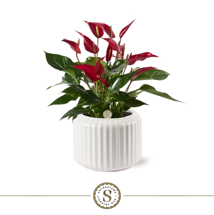 <h4>Bologna Keramiek White - Roja</h4>