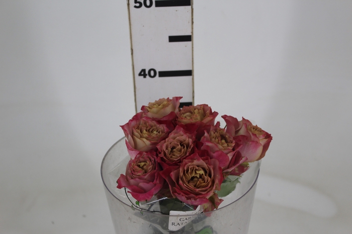 <h4>GARDEN RATATOUILLE</h4>