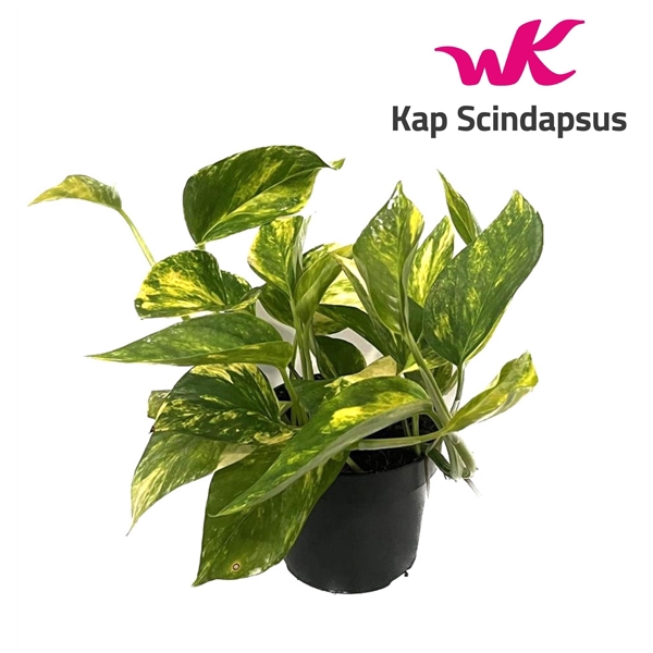 <h4>Scindapsus (Epipremnum) pinnatum HiColor</h4>