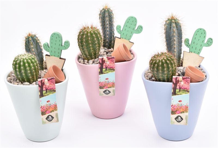 <h4>Keramiek pot kl. mix 11.5cm</h4>