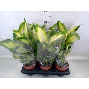 Dieffenbachia  'Camilla'