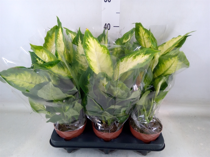 <h4>Dieffenbachia  'Camilla'</h4>