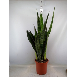 Sansevieria trifa.   ...