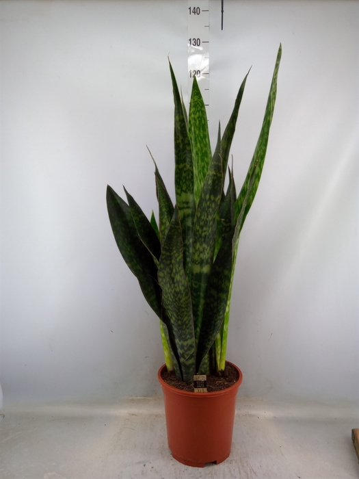 <h4>Sansevieria trifa.   ...</h4>