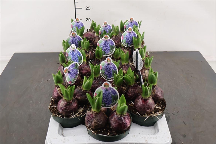 <h4>! Hyacint Aqua Blue 12 Cm. Pot</h4>