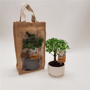 Bonsai 'Pure' in Jute Giftbag