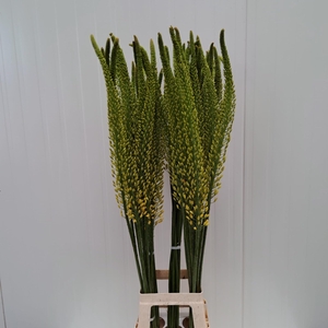 EREMURUS TAP DANCE