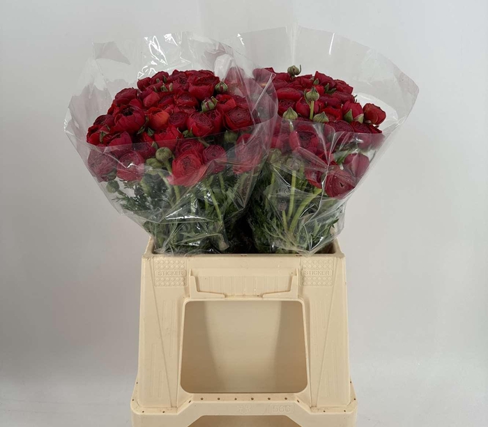 <h4>Ran Eleg Sup Red</h4>