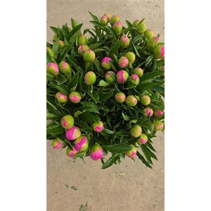 Paeonia L Mr Jules Elie 40 Cm