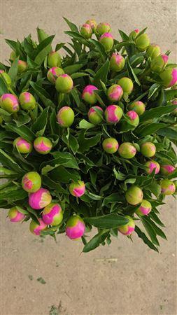 <h4>Paeonia L Mr Jules Elie 40 Cm</h4>