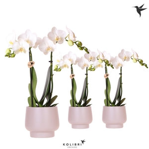 Kolibri Orchids Phalaenopsis white 2 spike in Scandic pot taupe