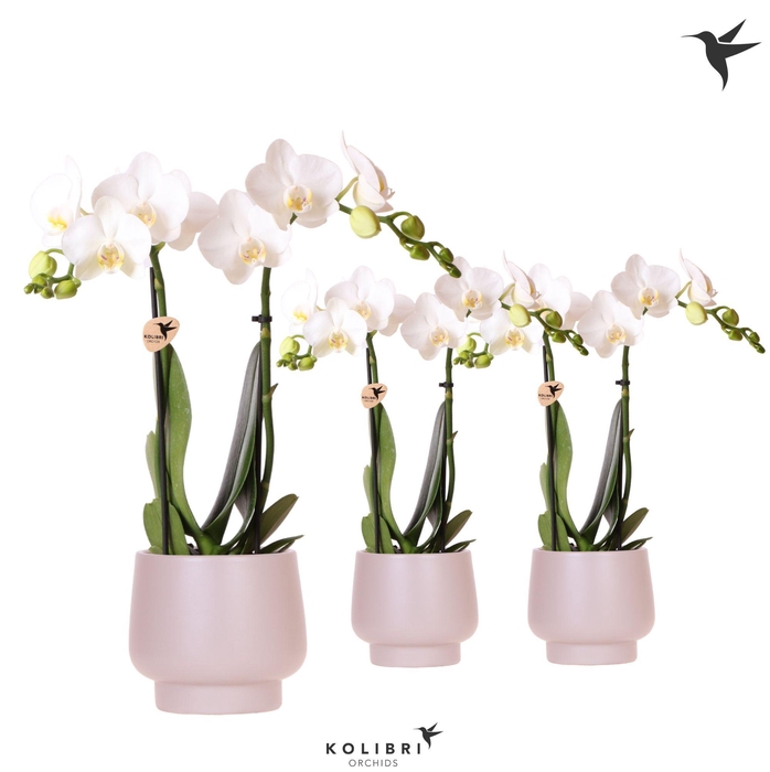 <h4>Kolibri Orchids Phalaenopsis white 2 spike in Scandic pot taupe</h4>