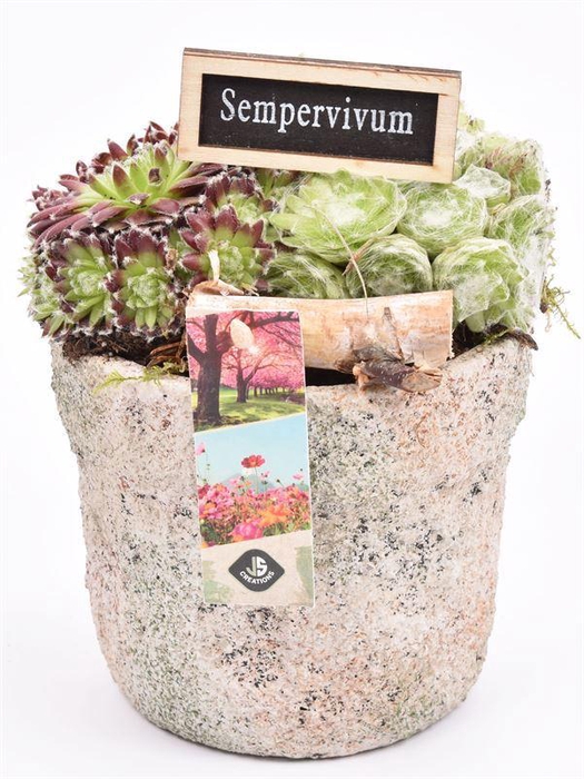 <h4>Cement pot grof 13cm</h4>