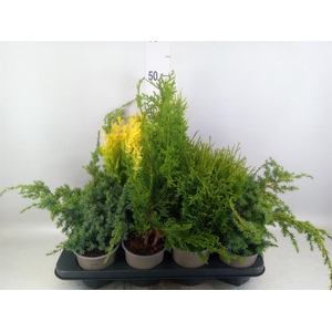 Conifers   ...mix