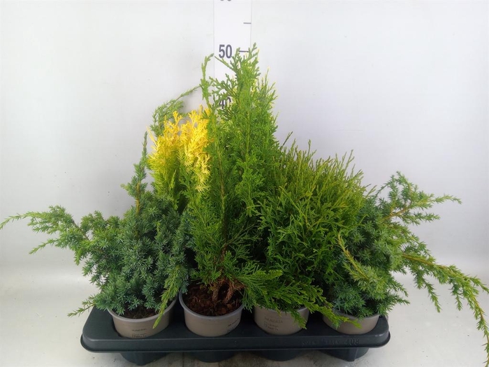 Conifers   ...mix