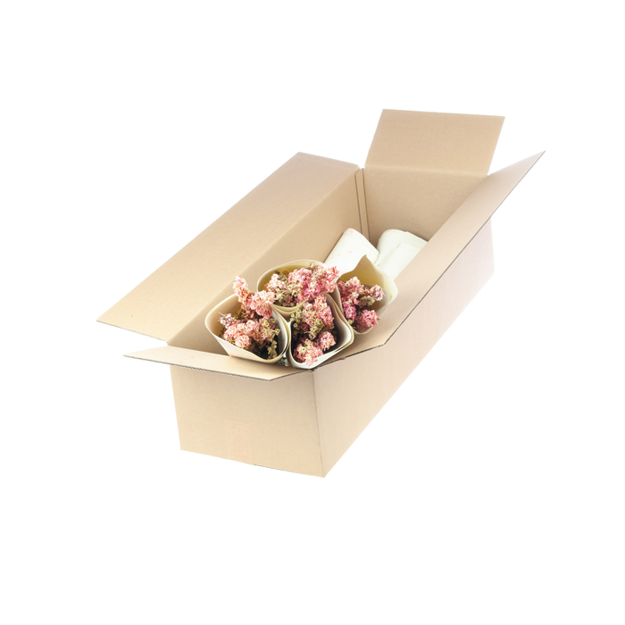 <h4>Delphinium nat. pink</h4>