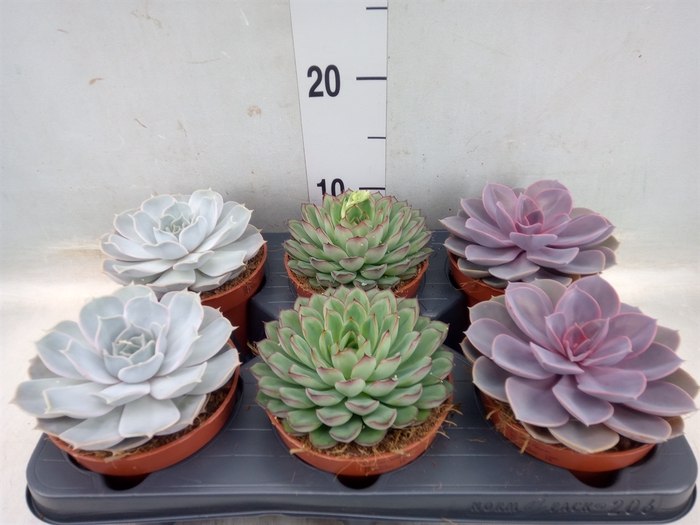 <h4>Echeveria   ...mix</h4>