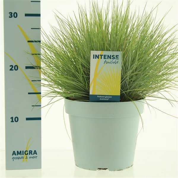 <h4>Festuca glauca AmiGold®</h4>