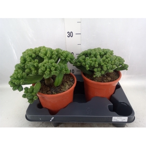 Euphorbia baioensis