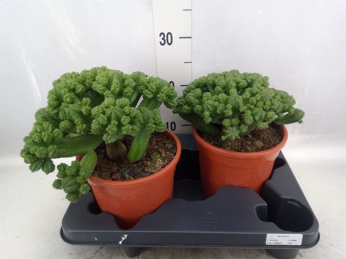 Euphorbia baioensis