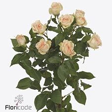 Rosa spray sancerre