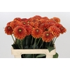 Dahlia Orange Fox