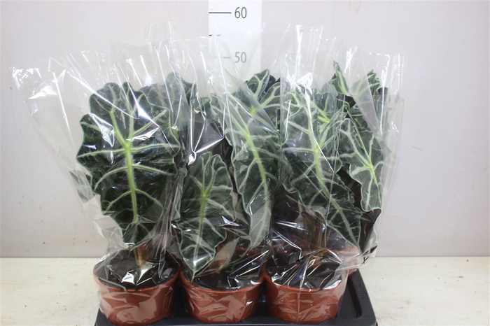 <h4>Alocasia Polly</h4>