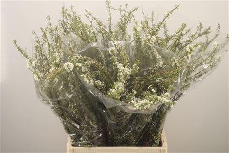 <h4>Spirea C Grefsheim</h4>