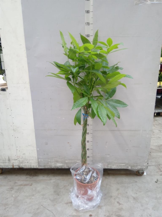 <h4>Pachira aquatica</h4>