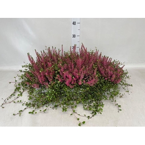 Calluna vulg. 'Beauty L' ..mix