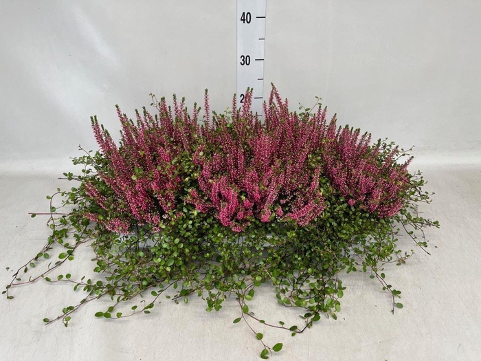 <h4>Calluna vulg. 'Beauty L' ..mix</h4>