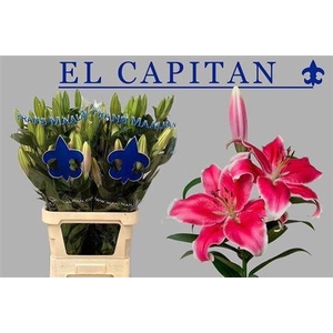 Li Ot El Capitan