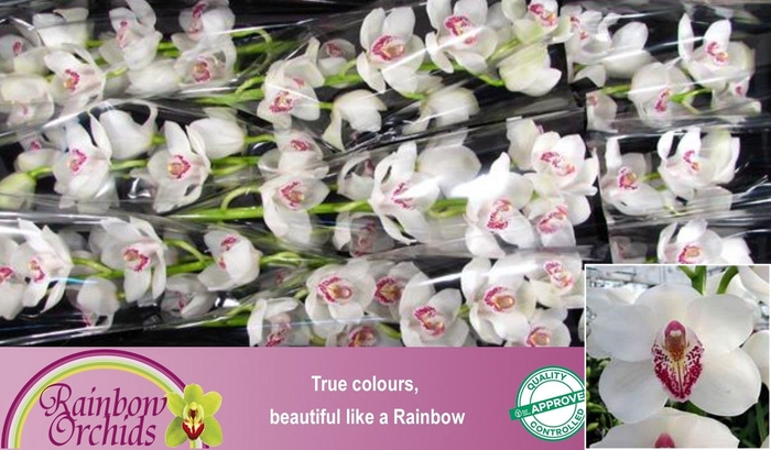 <h4>CYMB T VANITY</h4>