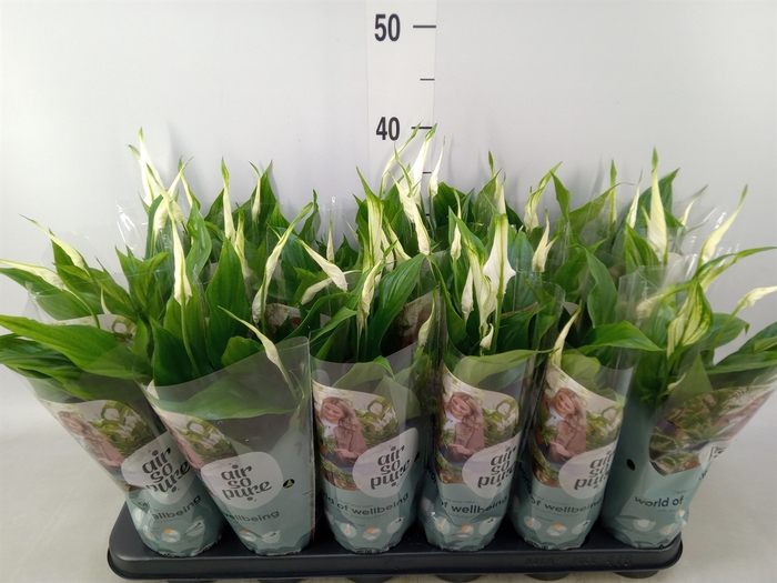 <h4>Spathiphyllum  'Chopin'</h4>