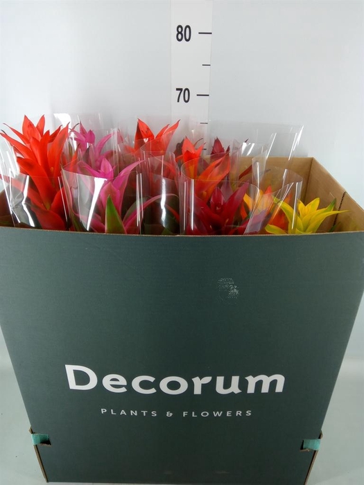 <h4>Guzmania   ...mix</h4>