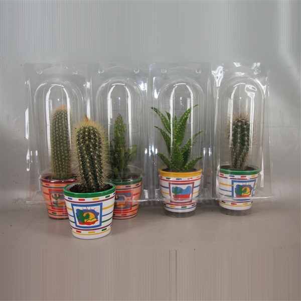 <h4>365 Mexicopot soloblister cac 6,5 cm</h4>