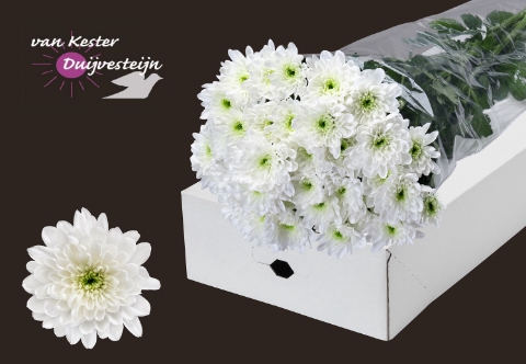 <h4>Chrys sp baltica</h4>