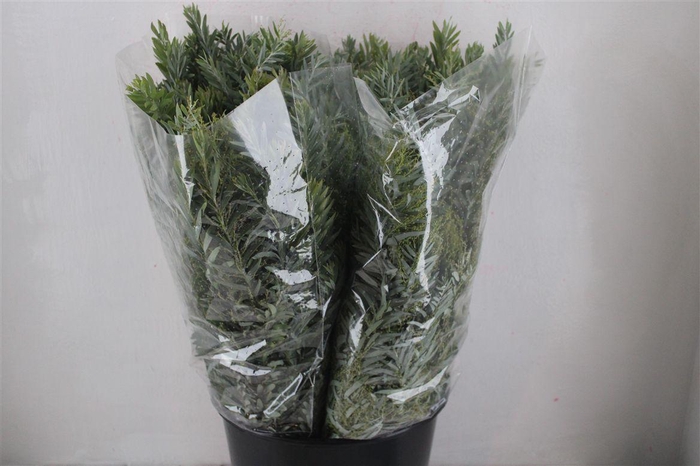 <h4>Mimosa Luna D'argento P Bunch</h4>