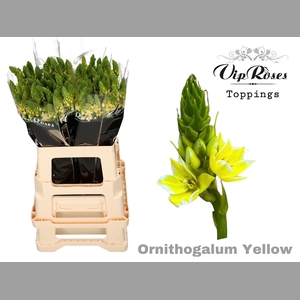 ORNIT MOUNT FUJI YELLOW