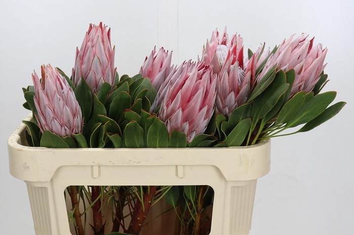 <h4>Protea Cynaroides</h4>